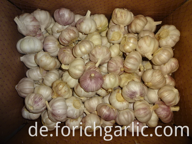 Jinxiang Fresh Normal Garlic 2019